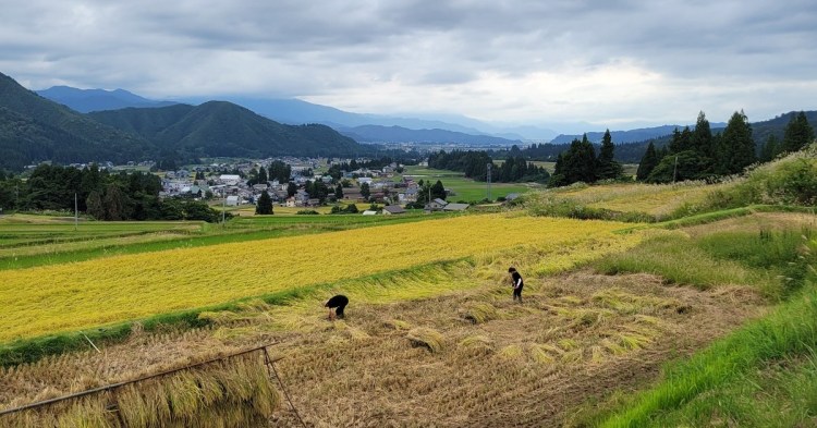 初めての米づくり